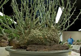 Hundreds of intriguing plants are on view as the cactus and succulent society of america presents its annual show and sale. Intercity Cactus And Succulent Show Adenia Ballyi Flickr