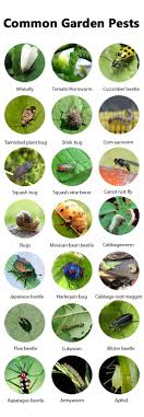 Creature control traps and evicts critters of all kinds. Best Organic Pest Control Approaches Every Gardener Should Know Balcony Garden Web