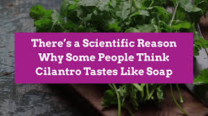 The seeds of the cilantro plant, for example, (also known as coriander) are a major ingredient in a variety of indian dishes. There S A Scientific Reason Why Some People Think Cilantro Tastes Like Soap Better Homes Gardens