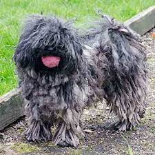 The puli can see right through the cords, peeking through them much like you might peer through window blinds. Puli Hungarian Puli Dog Breed Information Images K9 Research Lab