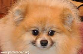 patella luxation is a common pomeranian health problem luxating patella in small dogs such as pomeranians is n pomeranian puppy pomeranian dog cute pomeranian