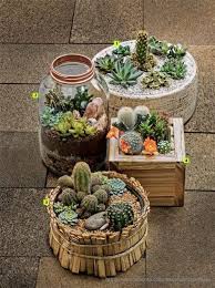 Estos cactus crecen a poca altura, no suelen pasar los 20 cm, de igual forma el diámetro. Beneficios De Una Planta 8 Ideas Para Tener Plantas En Tu Casa Dulce Elite Suculentas Vasos De Plantas Suculentas Cactus Y Suculentas