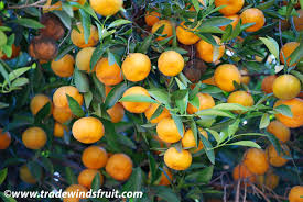 Image result for Citropsis