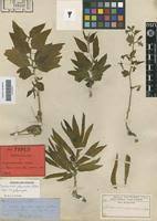 Image result for Trochomeria polymorpha