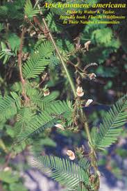 Image result for Aeschynomene