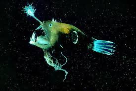 Deep Inside Bacteria A Germ Of Human Personality Animals Wild Scary Fish Deep Sea Creatures