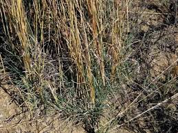 Image result for Digitaria seriata