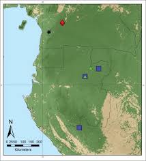Image result for Monanthotaxis trichantha