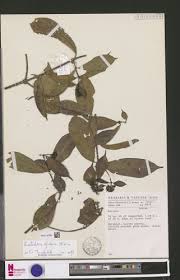 Image result for Rutidea