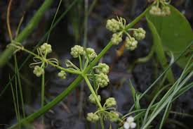 Image result for Limnophyton obtusifolium