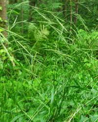 Image result for Brachypodium flexum