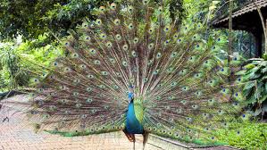 Kl bird park, 920, jalan cenderawasih, perdana botanical gardens, 50480 kuala lumpur, federal territory of kuala lumpur, malaysia. Kuala Lumpur Bird Park Kuala Lumpur Book Tickets Tours