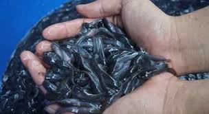 Idea bisnes ternak keli dalam kanvas usahawan com. 7 Cara Pemijahan Ikan Lele Dengan Mudah Ilmu Peternakan