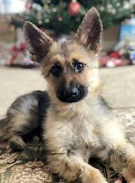 This 2 Year Old German Shepherd With Dwarfism Will Always Look Like A Tiny Puppy German Shepherd Puppies German Shepherd Dogs Purebred German Shepherd