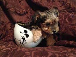 Lancaster puppies has them for sale now. Akc Parti Yorkie Puppies For Sale For Sale In Jacksonville Florida Classified Americanlisted Com