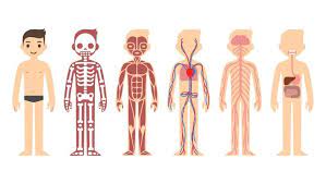 Dec 19, 2020 · you may be surprised how much car trivia you know, even if you are not a person who considers yourself a car enthusiast. Muscular System Quiz Test Your Muscle Anatomy Knowledge