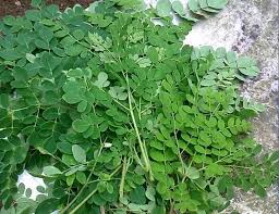 Maybe you would like to learn more about one of these? Mr Moringa Hq Khasiat Pokok Moringa Heboh Tentang Pokok Facebook