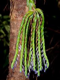 Image result for Burmannia