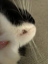 The reason for this is that hydrogen peroxide can at times burn your cat's skin, especially if it. Cat Acne Scabbing Over Thecatsite