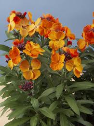 Maybe you would like to learn more about one of these? Erysium Rysi Bronze Goldlack Orange