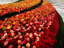 Resultado de imagen de flores de exportacion ecuador