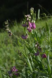 Image result for Lathyrus