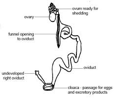 Parts of a female goat. Anatomy And Physiology Of Animals Reproductive System Wikibooks Open Books For An Open World