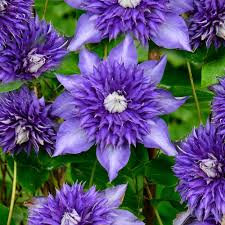 Rather than grow upward, you can let some vining plants spread over the ground. Clematis Multi Blue Flowering Shrub For Sale Free Uk Delivery