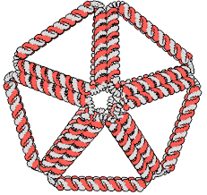 Image result for Ruspolia sp. no. 1 (Biegel 5407)