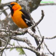 North America Bird Identifier By Picture All Birds Of North America Oriole Pictures Orioles Of North America Orange Birds Birds Birds Bird Pictures Beautiful Birds