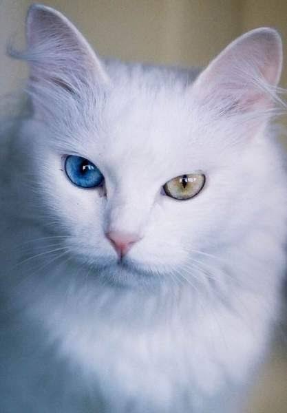 Mga resulta ng larawan para sa Turkish Angora White Odd-eyed Cat"