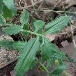 Image result for Aneilema aequinoctiale