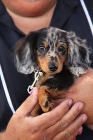 My Dream Dog A Dapp Dachshund Puppies Dapple Dachshund Dog Breeds That Dont Shed