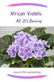 We did not find results for: African Violet Ae It S Raining E Arkhipov 10990 5 24 2018 Standard Russia Single Semidouble White Fri African Violets African Violet Care Saintpaulia