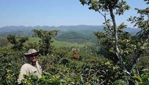 Coffee plantation in antigua guatemala. Guatemala Coffee Farm Tours Coffee Tastings