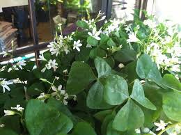 3 easy steps to plant propagation. Growing Oxalis Houseplant Tips On Caring For Shamrock Plants
