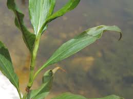 Image result for Persicaria barbata