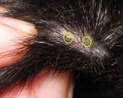 For the most part, you can't tell a spider bit you just from your symptoms. Dawg Business It S Your Dog S Health Spider Bites Dog