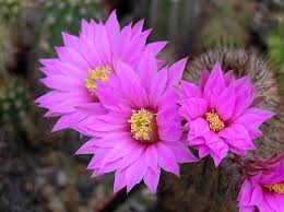 El rodaje transcurrirá en diversas localizaciones de las palmas a lo largo de. Caracteristicas De Los Cactus Y Sus Flores Jardineria On