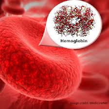 Image result for Hemoglobin