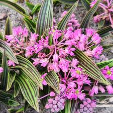 Image result for Ledebouria