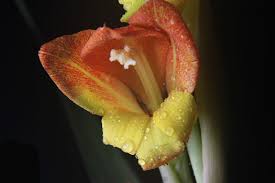 Image result for Gladiolus microspicatus