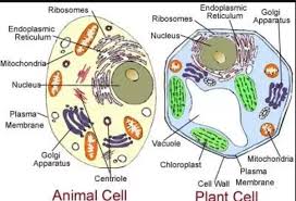 Different kinds of animals have different both plant and animal cells have vacuoles, which are like storage containers for nutrients, food, or waste. Does Human Cells Have A Cell Wall Quora