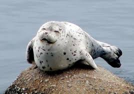 Why do you think this seal is smiling? – Wanna Smile