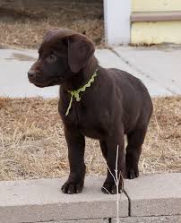 Find labrador retriever puppies and dogs for adoption today! Dog Breeder Akc Labrador Retriever Double Doodles Puppies For Sale