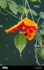 Image result for Momordica balsamina