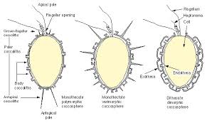 Image result for Exotheca