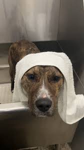 Roxie's vet visit: stomach upset, lethargic this morning