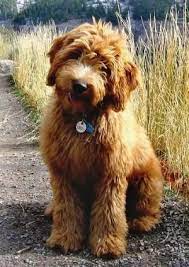 Check spelling or type a new query. Mini Goldendoodle By Georgia Puppies Goldendoodle Water Dog