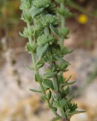 Image result for Micromeria imbricata